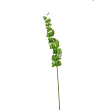 Bells of Ireland Stem