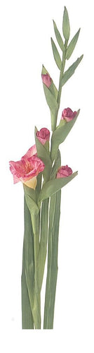 Pink Gladiola Stem 34