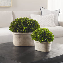 Preserved Boxwood Oval Dome-Large