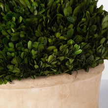 Preserved Boxwood Oval Dome-Large