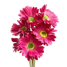 MAGENTA DAISY STEMS-SET OF 6