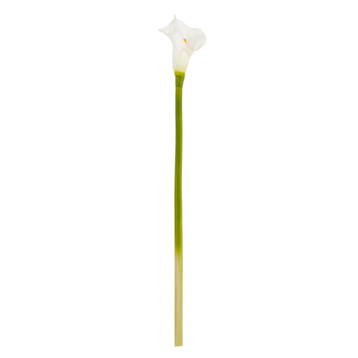 CALLA LILY 27