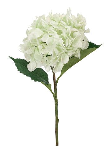 GREEN HYDRANGEA STEM 25