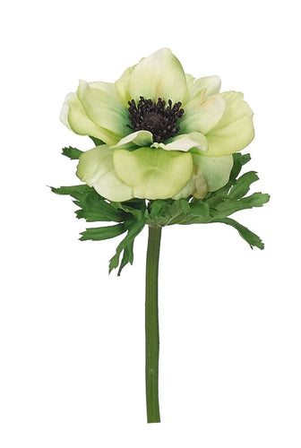 Anemone Stem