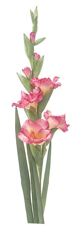 Pink Gladiola Stem 46