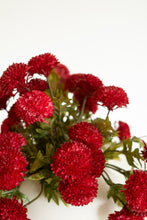 Red Ball Dahlia Bundle