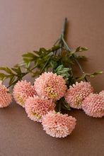 Light Pink Dahlia Bundle