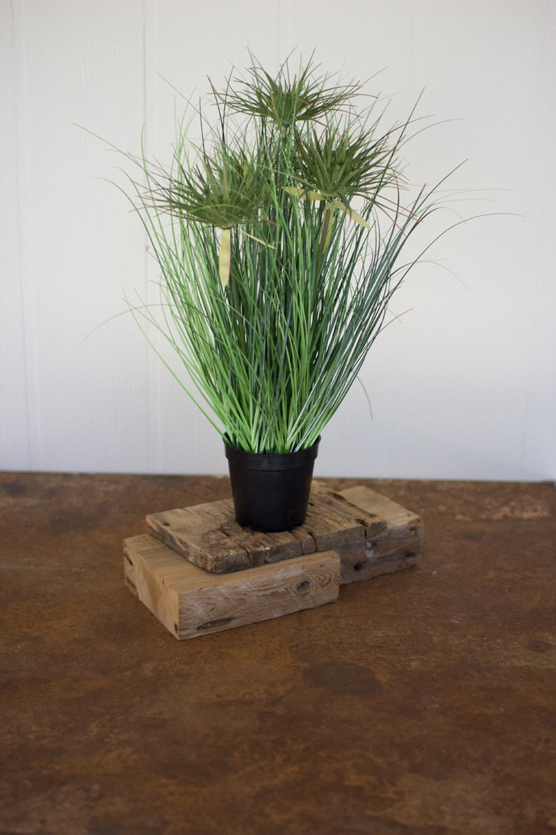 Cyprus Grass in Plastic Pot