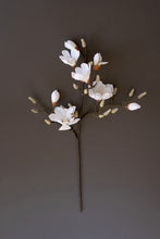 Japanese Magnolia Branch