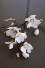 Japanese Magnolia Branch