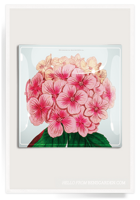 PINK HYDRANGEA TRAY