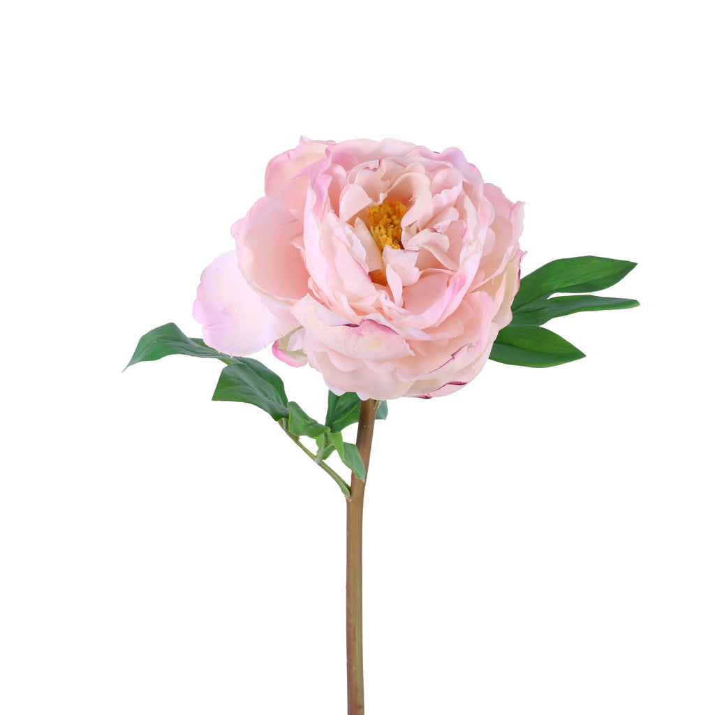 Pink Peony 23