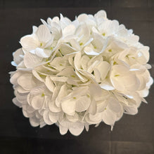 White Hydrangea in Cylindrical Vase-Small