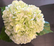 Light Green Hydrangea in Cylindrical Glass Vase-Medium