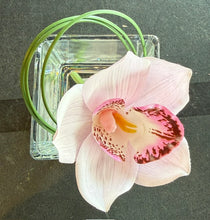 Light Pink Mini Cymbidium in Square Glass Vase-Large