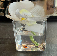 White Orchid Mini in Square Glass Vase