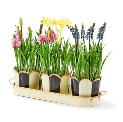 Courtly Stripe Triple Potted Blooms