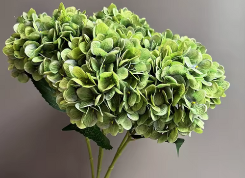 Green Hydrangea 28