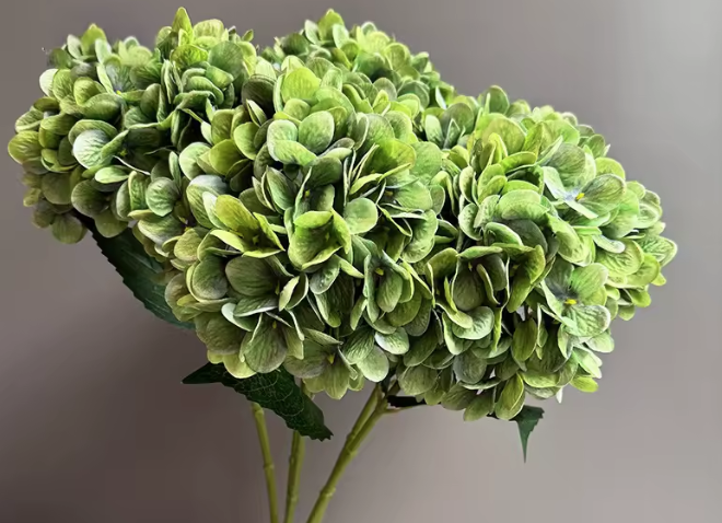 Green Hydrangea 28