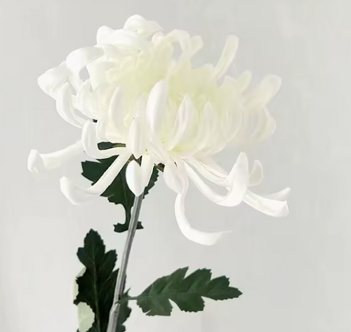 White Chrysanthemum Stem