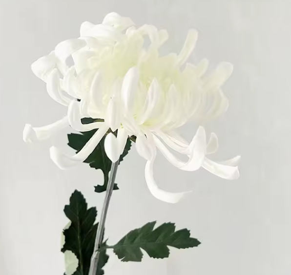 White Chrysanthemum Stem