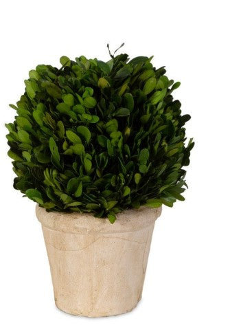 Preserved Boxwood Oval Dome-Small