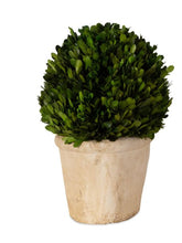 Preserved Boxwood Oval Dome-Large