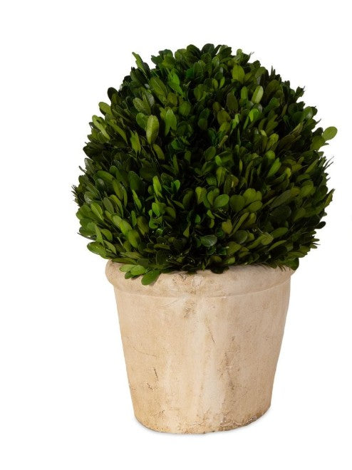 Preserved Boxwood Oval Dome-Large