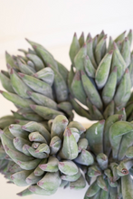 Artichoke Bloom