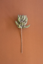 Artichoke Bloom