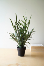 Fern in Pot