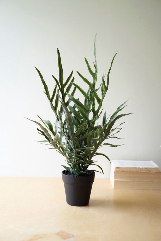 Fern in Pot