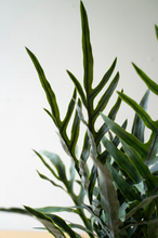 Fern in Pot
