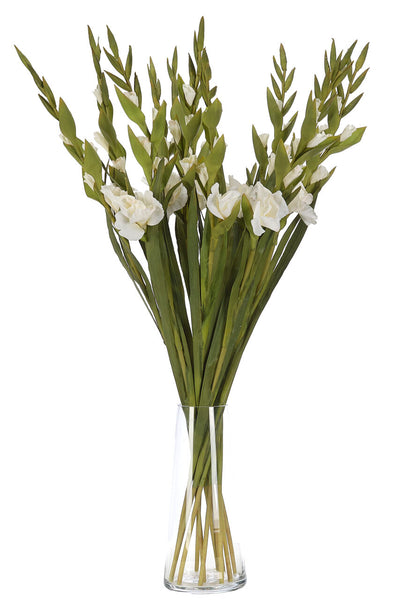 White Gladiola Stem