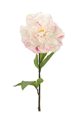 WHITE PINK PEONY STEM 27.5