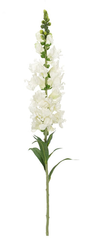 WHITE SNAPDRAGON 37