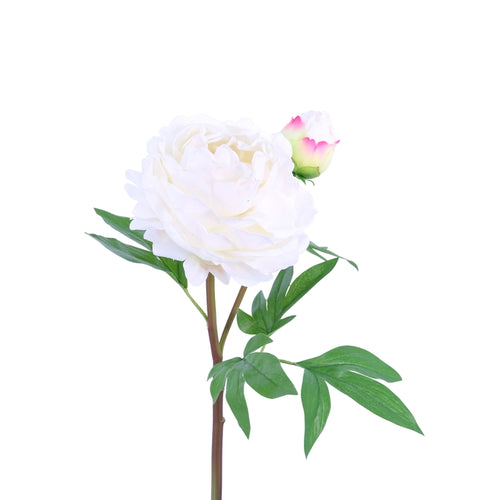 White Peony 26