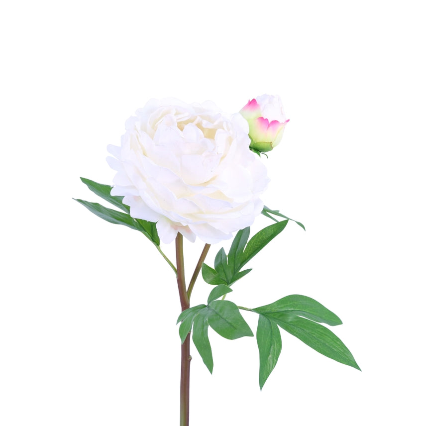 White Peony 26