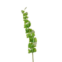 Bells of Ireland Stem
