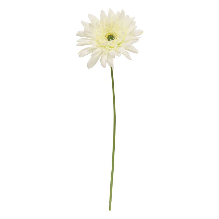 White Blooming Daisy Stem