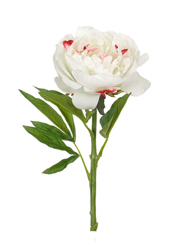 White Peony Stem