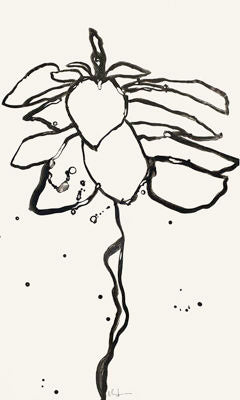 SALVIA 30X50