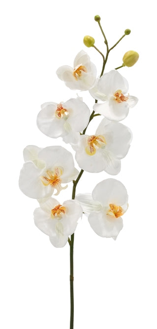 Orchid Stems, Home Accessories, Laura of Pembroke