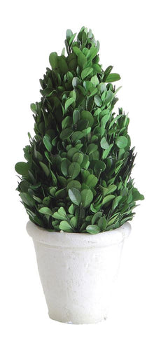 Preserved Boxwood Cone Topiary