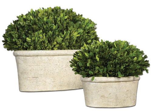 Preserved Oval Boxwood, Home Accessories, Laura of Pembroke