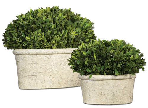 PRESERVED BOXWOOD OVAL - LARGE