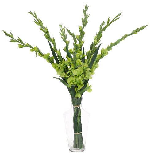 GREEN GLADIOLA WITH VASE