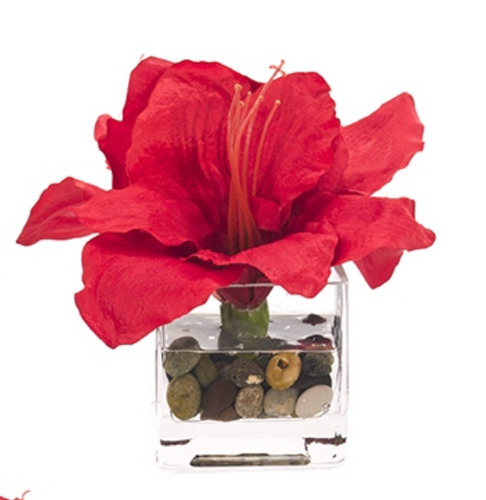 Amaryllis 