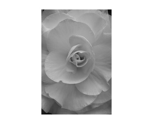 24 X 36 BEGONIA