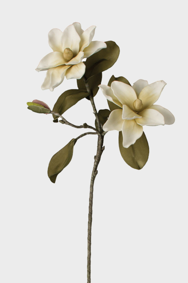 MAGNOLIA STEM